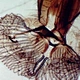 Monocular Biological Microscope